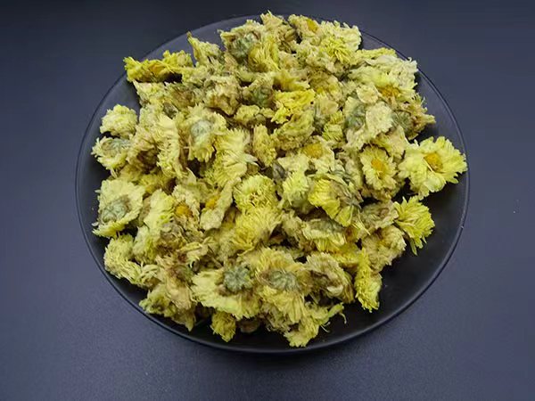 杭白菊Chrysanthemum